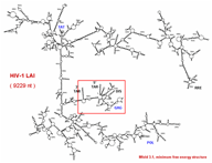 Drawing of RNA secondary structure