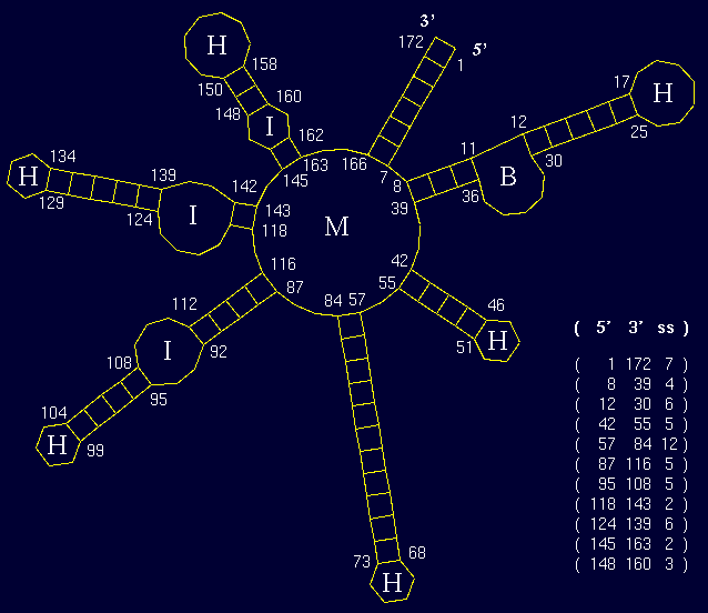 Image of RNA morphology