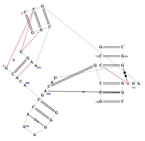 secondary structure of junction 2756