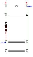 secondary structure of junction 3830