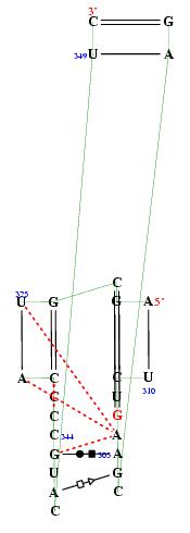 secondary structure of junction 5423
